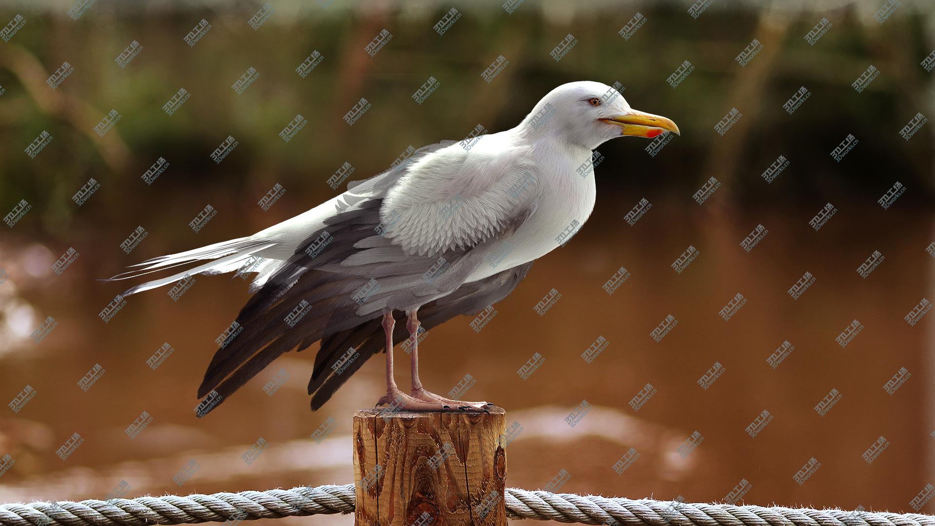 images/goods_img/20210313/Seagull Fur Anatomy 3D model/5.jpg